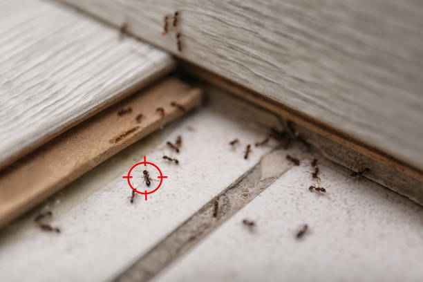 Best Ant Control Services  in Ly Lake, IL