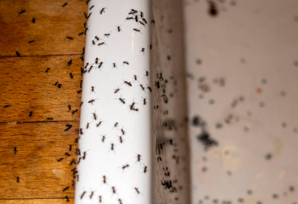 Best Wasp Removal Services  in Ly Lake, IL