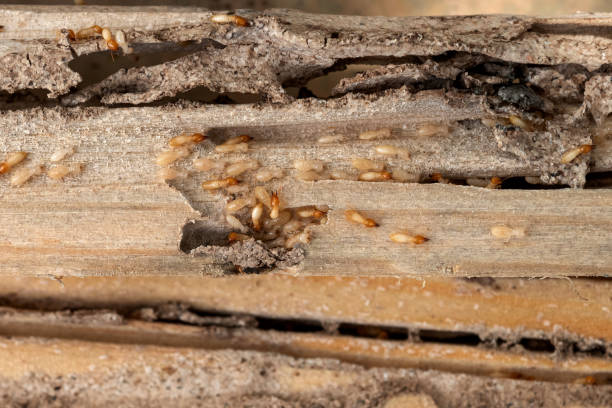 Best Exterminator Services  in Ly Lake, IL